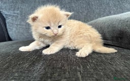 Maine Coon cats for sale: 3/4 maine coon kittens  - Image 2