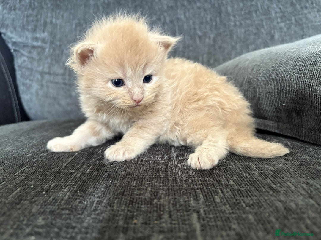 Maine Coon cats for sale: 3/4 maine coon kittens  - Image 2