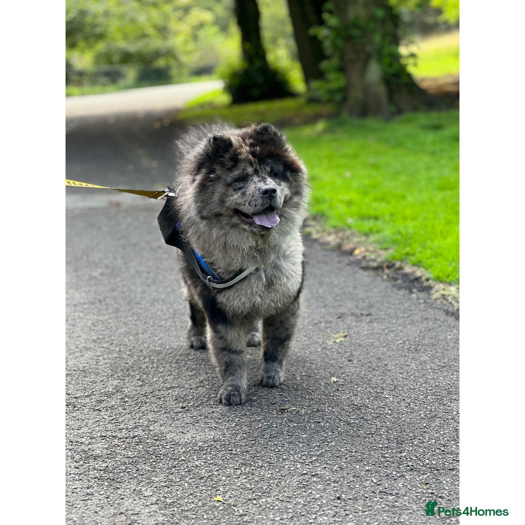 Chow Chow dogs for stud: STUD - Merl Chow Chow stud  - Advert 2