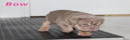 English Bulldog dogs for sale: Beautiful full english bulldog pup - Advert 3