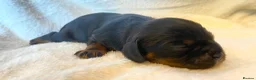 Cavalier King Charles Spaniel dogs for sale: K.C registered Black n Tan Cavalier King Charles - Advert 2