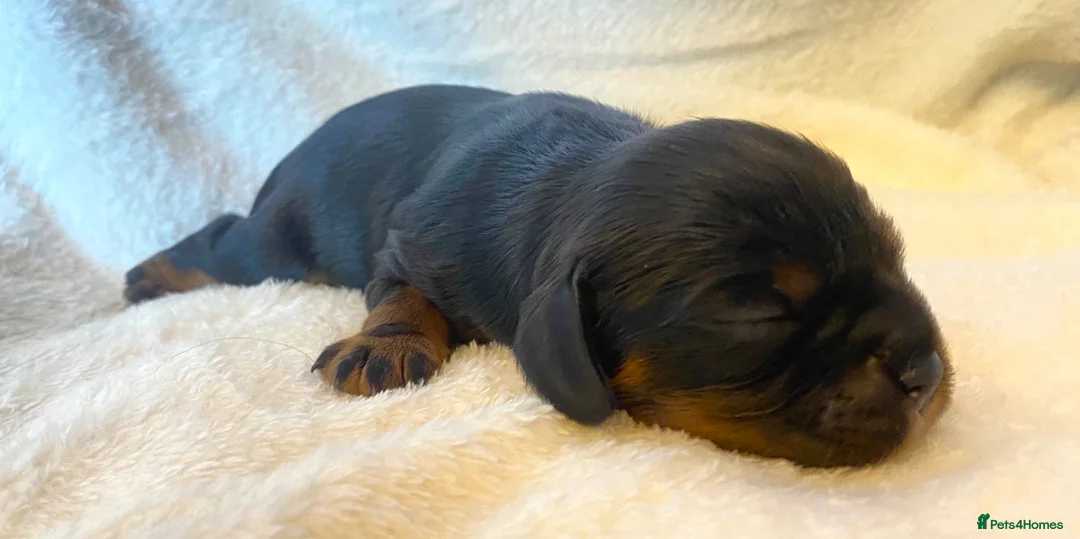 Cavalier King Charles Spaniel dogs for sale: K.C registered Black n Tan Cavalier King Charles - Advert 2