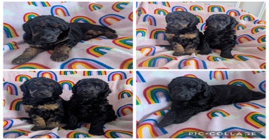 Miniature Poodle dogs - Advert 10