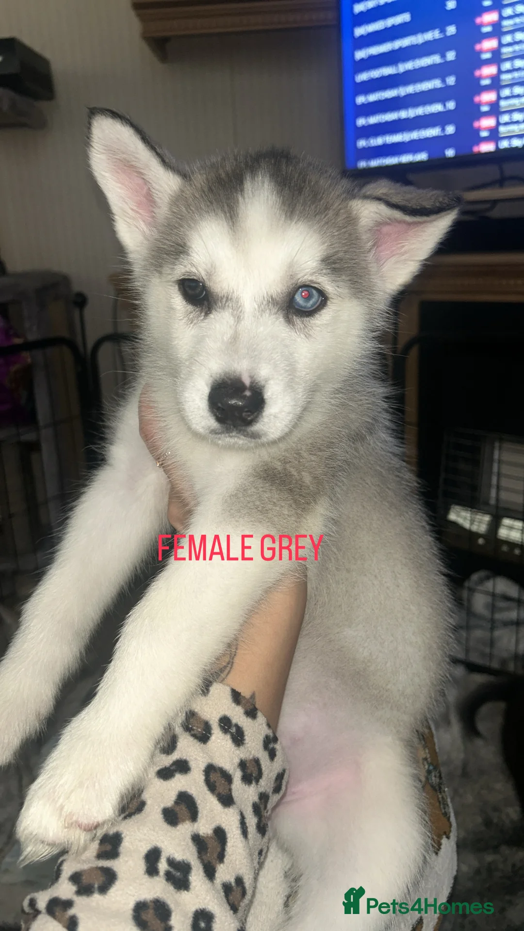 Siberian Husky dogs for sale: PURE SIBERIAN HUSKY PUPPIES  - Advert 2