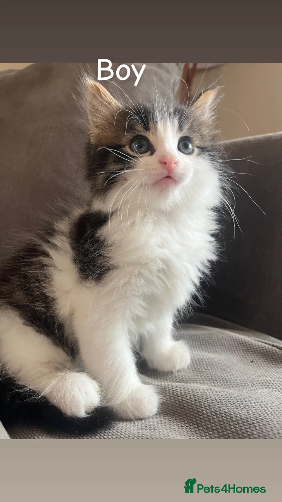 Mixed Breed cats for sale: 5 beautiful kittens - Advert 2