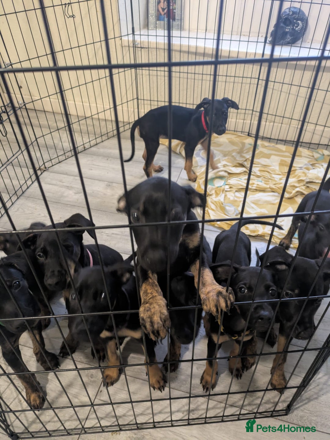 Mixed Breed dogs for sale: Doberman x dutch herder - Advert 2
