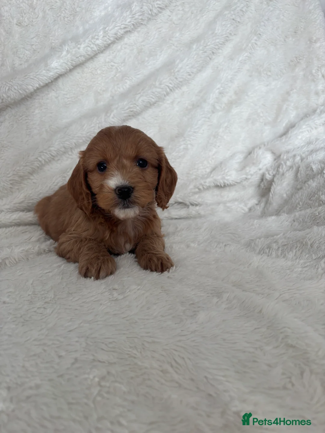 Cockapoo dogs for sale: 🐶🐶 Cockerpoo Puppies 🐶🐶 - Advert 11