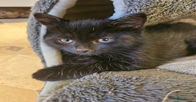 Mixed Breed cats - Advert 6