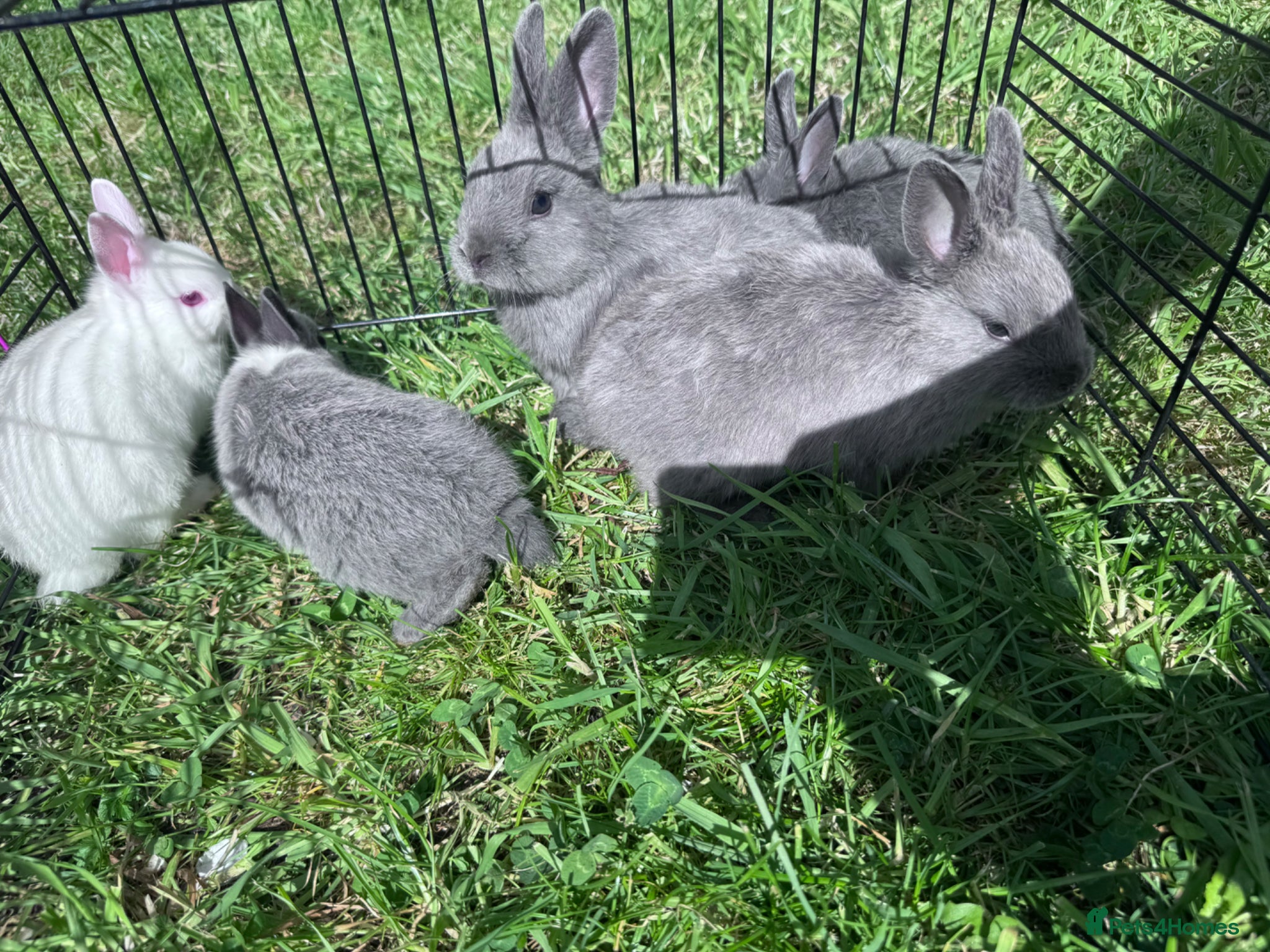 Netherland Dwarf rabbits Adorable Baby Netherland Dwarf Rabbits - Advert 2