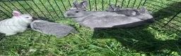 Netherland Dwarf rabbits for sale: Adorable Baby Netherland Dwarf Rabbits - Advert 2