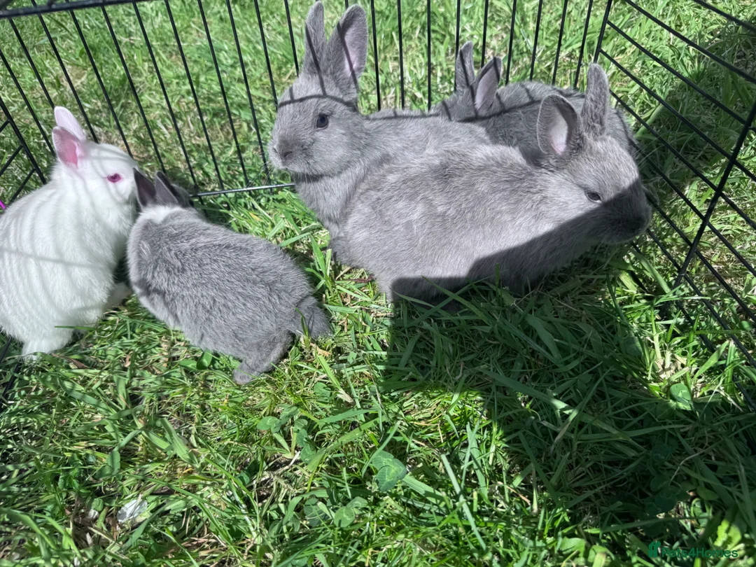 Netherland Dwarf rabbits for sale: Adorable Baby Netherland Dwarf Rabbits - Advert 2