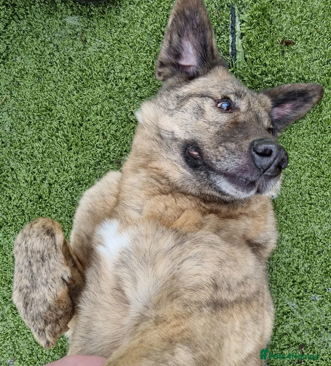 Mixed Breed dogs for adoption: Mischu - looking for a family in Ayr - Advert 13