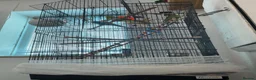 Budgerigars birds for sale: Budgies - Advert 4