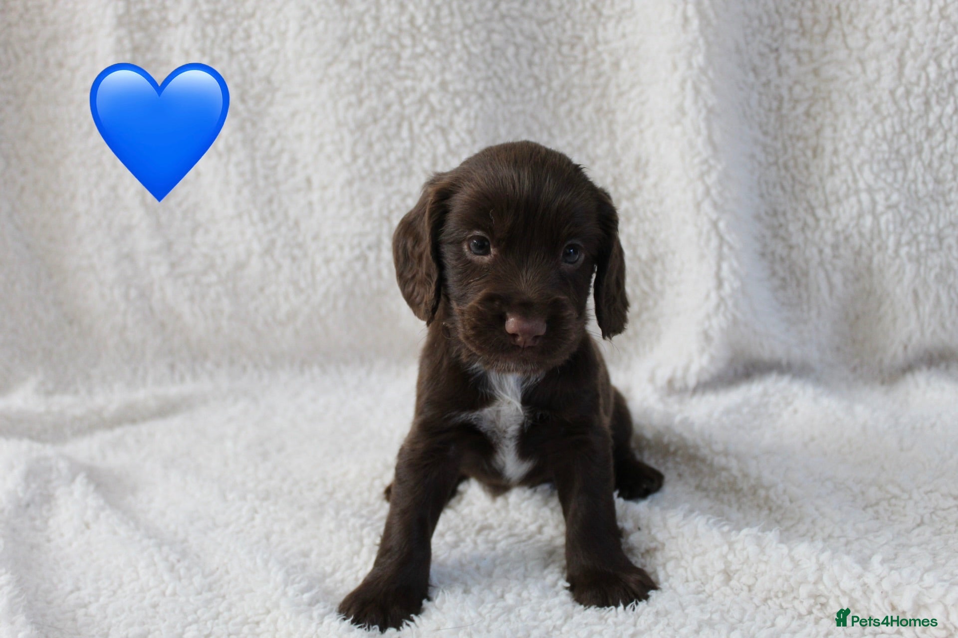 Sprocker dogs Beautiful Sprocker Spaniel puppies  - Advert 1
