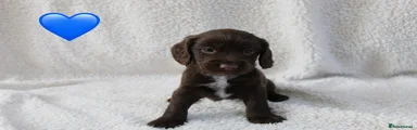 Sprocker 1