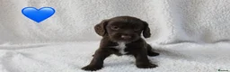 Sprocker dogs for sale: Beautiful Sprocker Spaniel puppies  - Advert 1