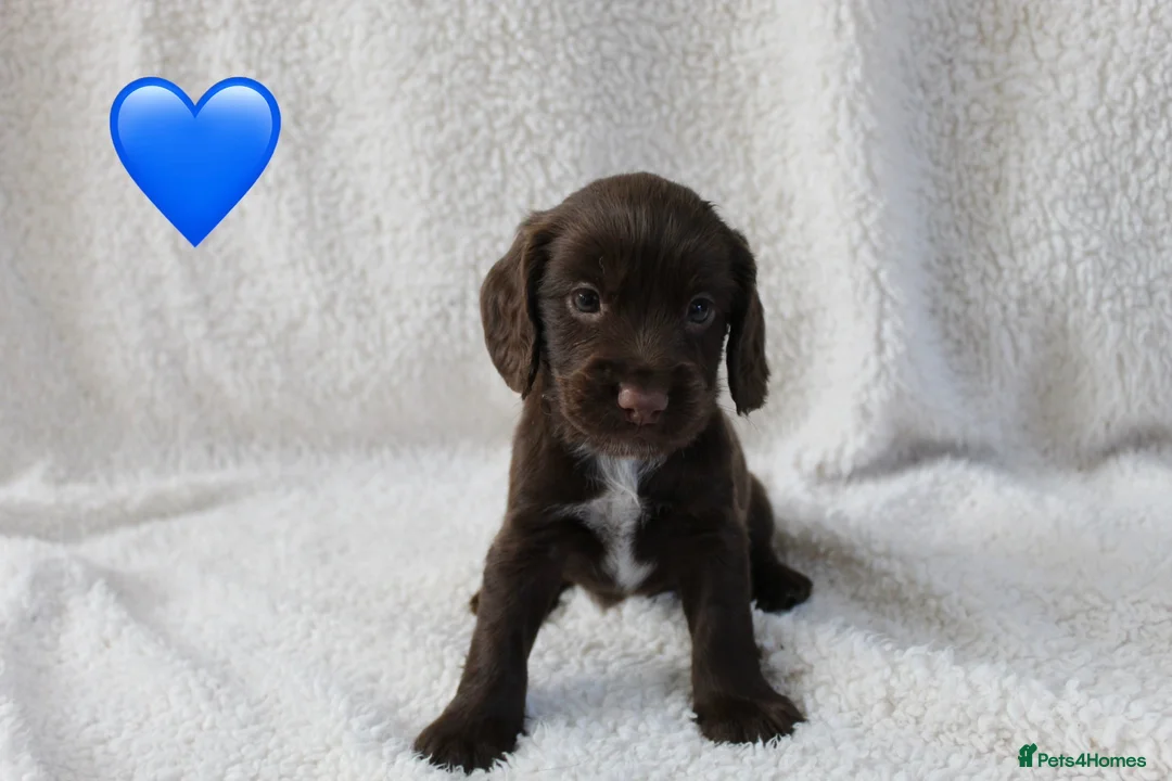 Sprocker dogs for sale: Beautiful Sprocker Spaniel puppies  - Advert 1