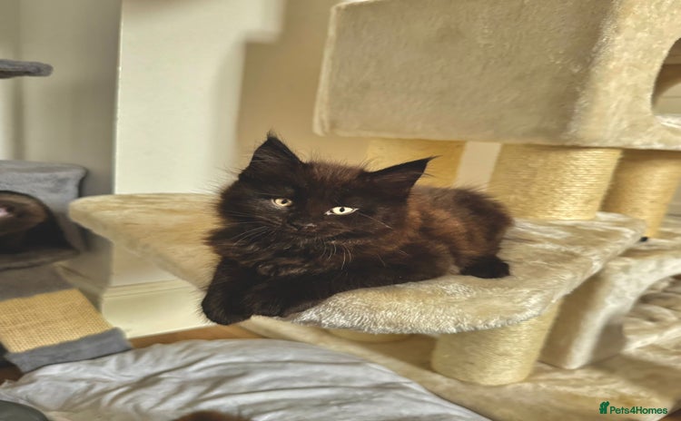 Maine Coon cats - Advert 1