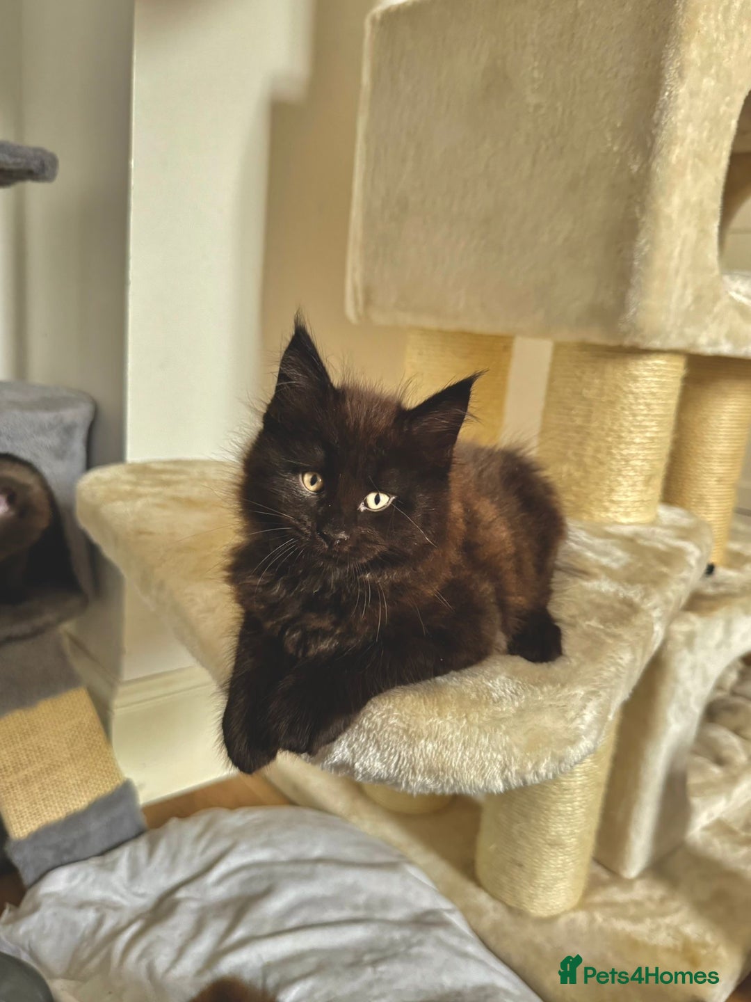 Maine Coon cats for sale: Maine coon kittens  - Image 9