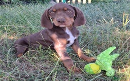 Mixed Breed dogs for sale: Weimaraner/Springer Spaniel boys for sale - Image 7