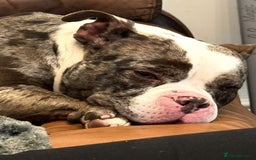 American Bully dogs for sale: Merle Pocket Bully - Image 7