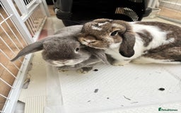 Mini Lop rabbits for sale: 2 mini lops  - Image 1