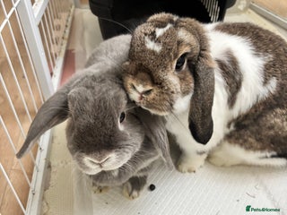 Mini Lop rabbits - Advert 1