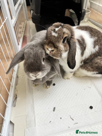 Mini Lop rabbits - Advert 2