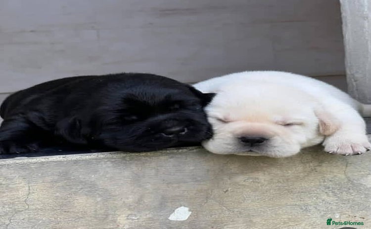 Labrador Retriever dogs - Advert 12