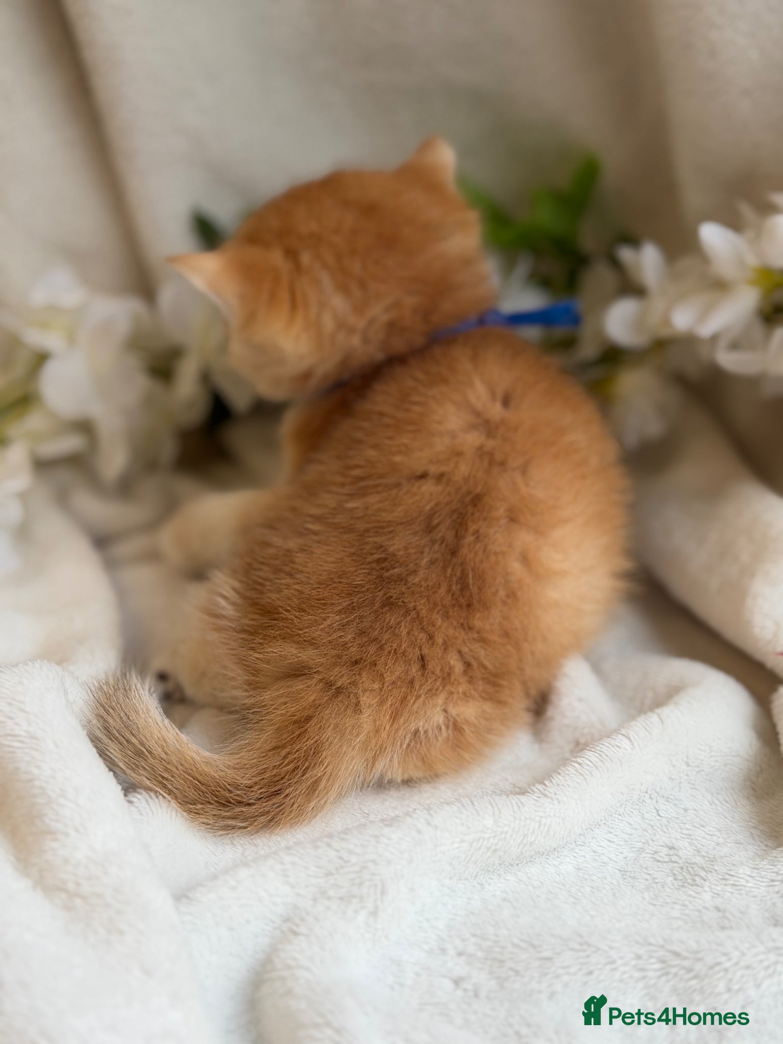 British Shorthair cats for sale: British shorthair golden adorable kitten GCCF  - Advert 18