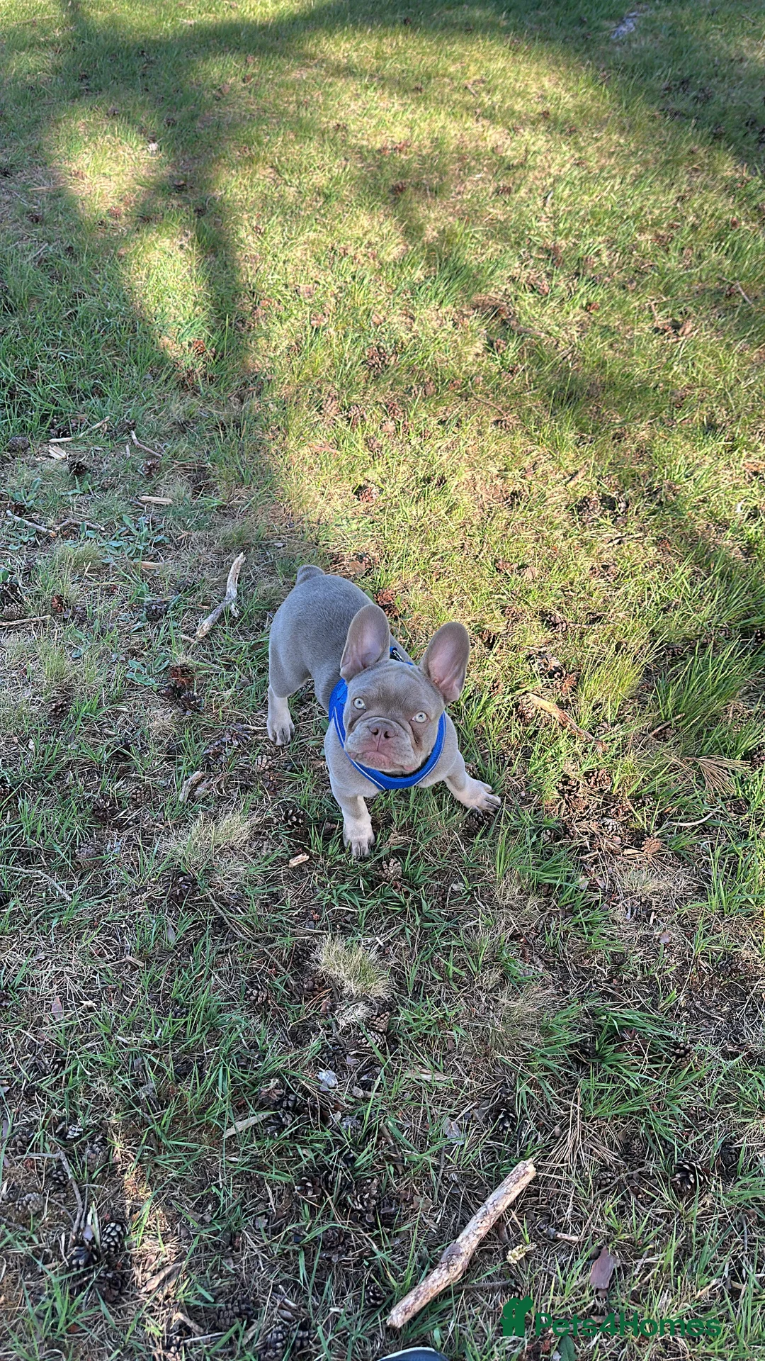 French Bulldog dogs for stud: Reggie French Bulldog for Studding  - Advert 8