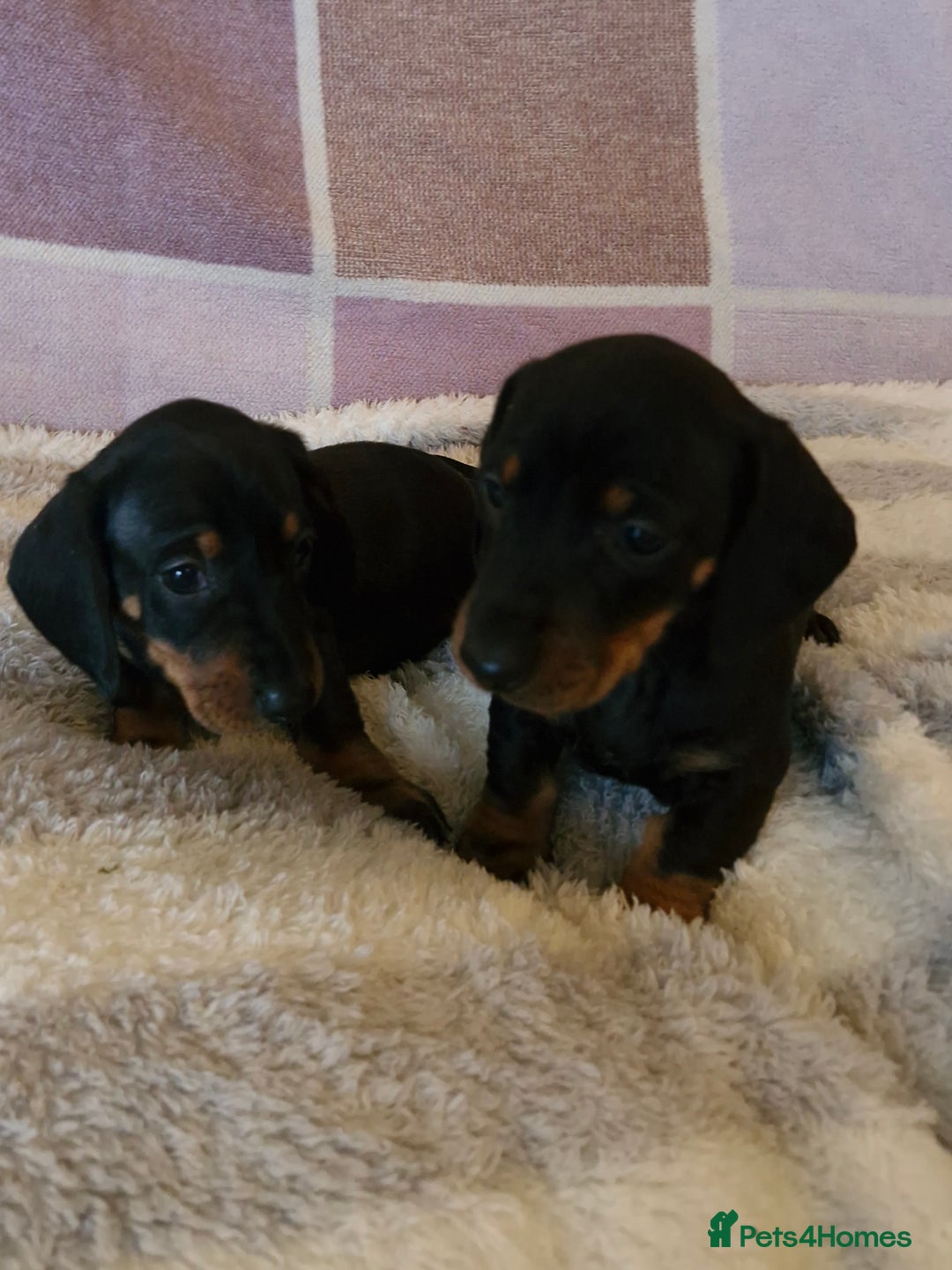 Dachshund dogs for sale: Gorgeous KC standard dachsund pups - Advert 3