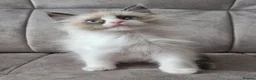 Ragdoll cats for sale: Seal Bi-Color Ragdoll boy DNA tested  - Advert 8