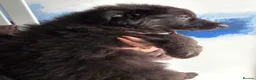 German Shepherd dogs for sale: Stunning German Shepherd puppies - Advert 6