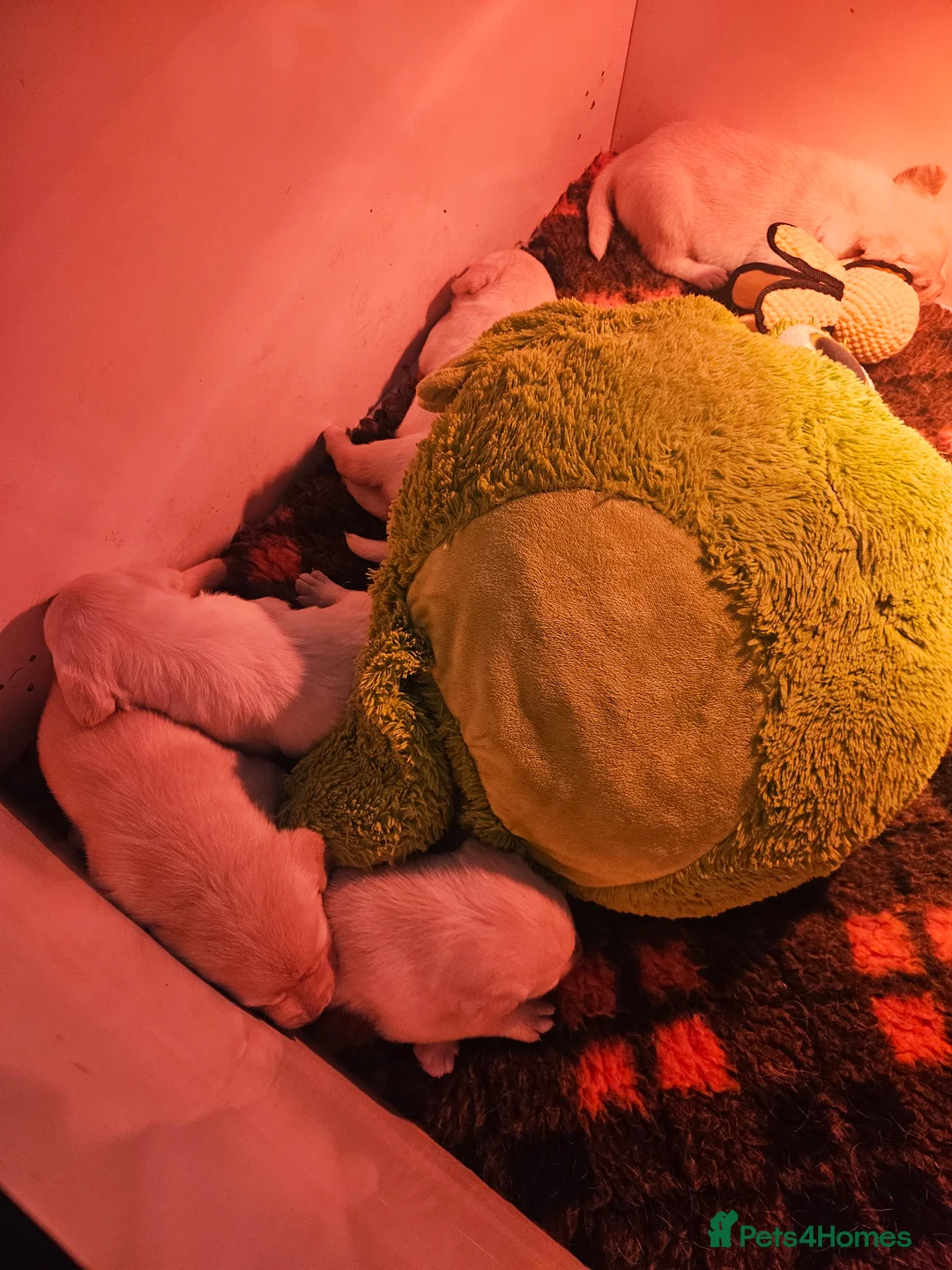 Labrador Retriever dogs for sale: Chunky yellow puppies  - Advert 4