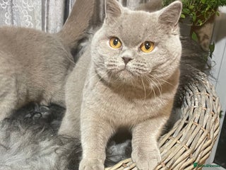 Scottish Fold cats in London - Advert 31