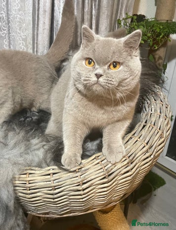 Scottish Fold cats in London - Advert 8