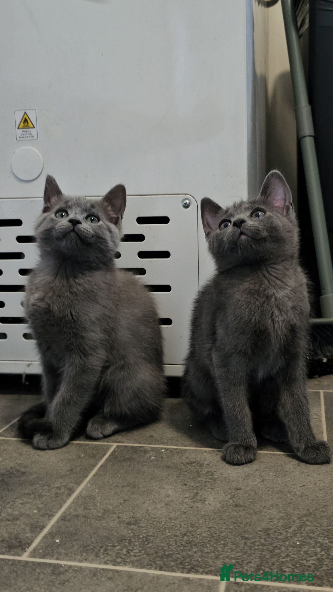 Russian Blue cats Russian blue x Maine coon kittens 8 weeks old - Advert 4