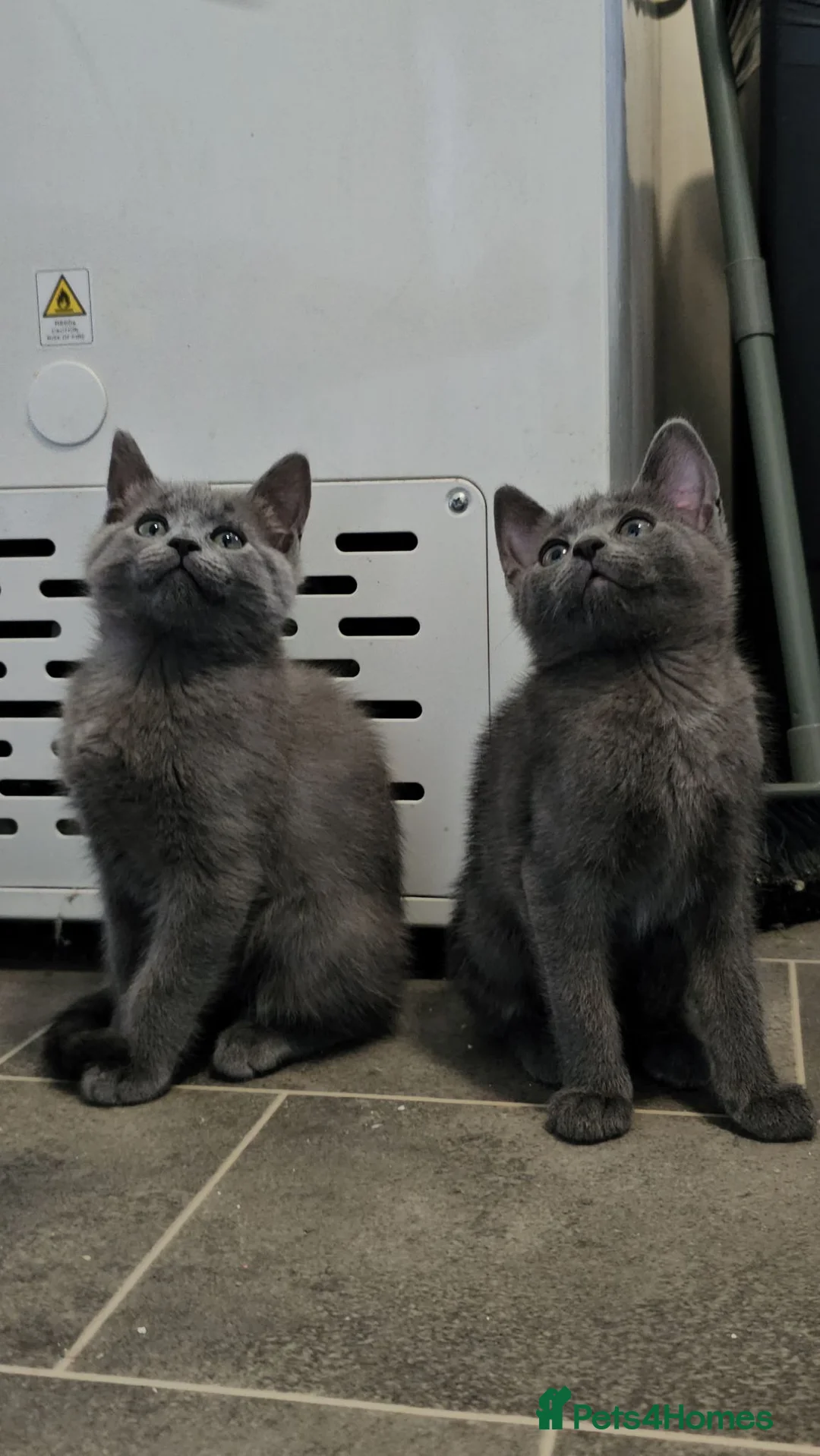 Russian Blue cats for sale: Russian blue x Maine coon kittens 8 weeks old - Advert 1