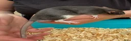 Rat rodents for sale: Beautiful friendly Dumbo rats  - Advert 11