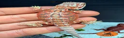 Bearded Dragon reptiles for sale: Stunning baby bearded dragons ready to go!  - Advert 11