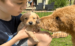 Labradoodle dogs for sale: Gorgeous F1b Labradoodle Puppies for loving homes. - Image 25