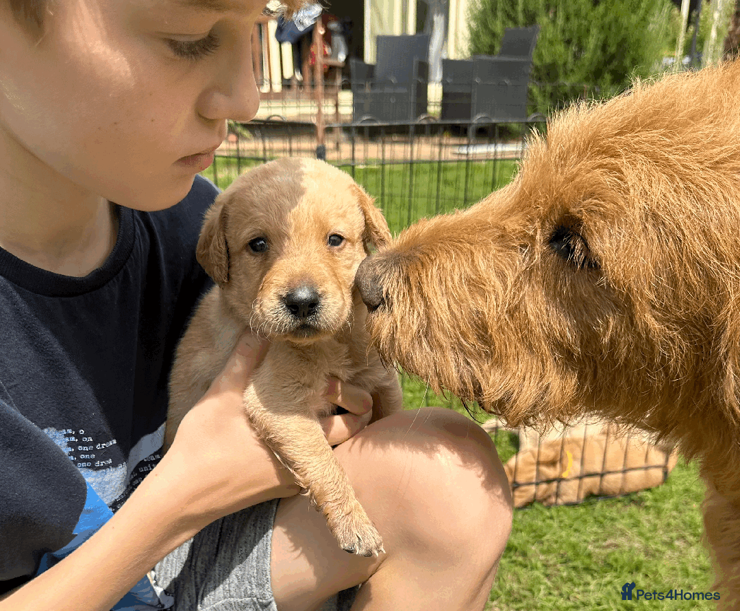 Labradoodle dogs for sale: Gorgeous F1b Labradoodle Puppies for loving homes. - Image 25