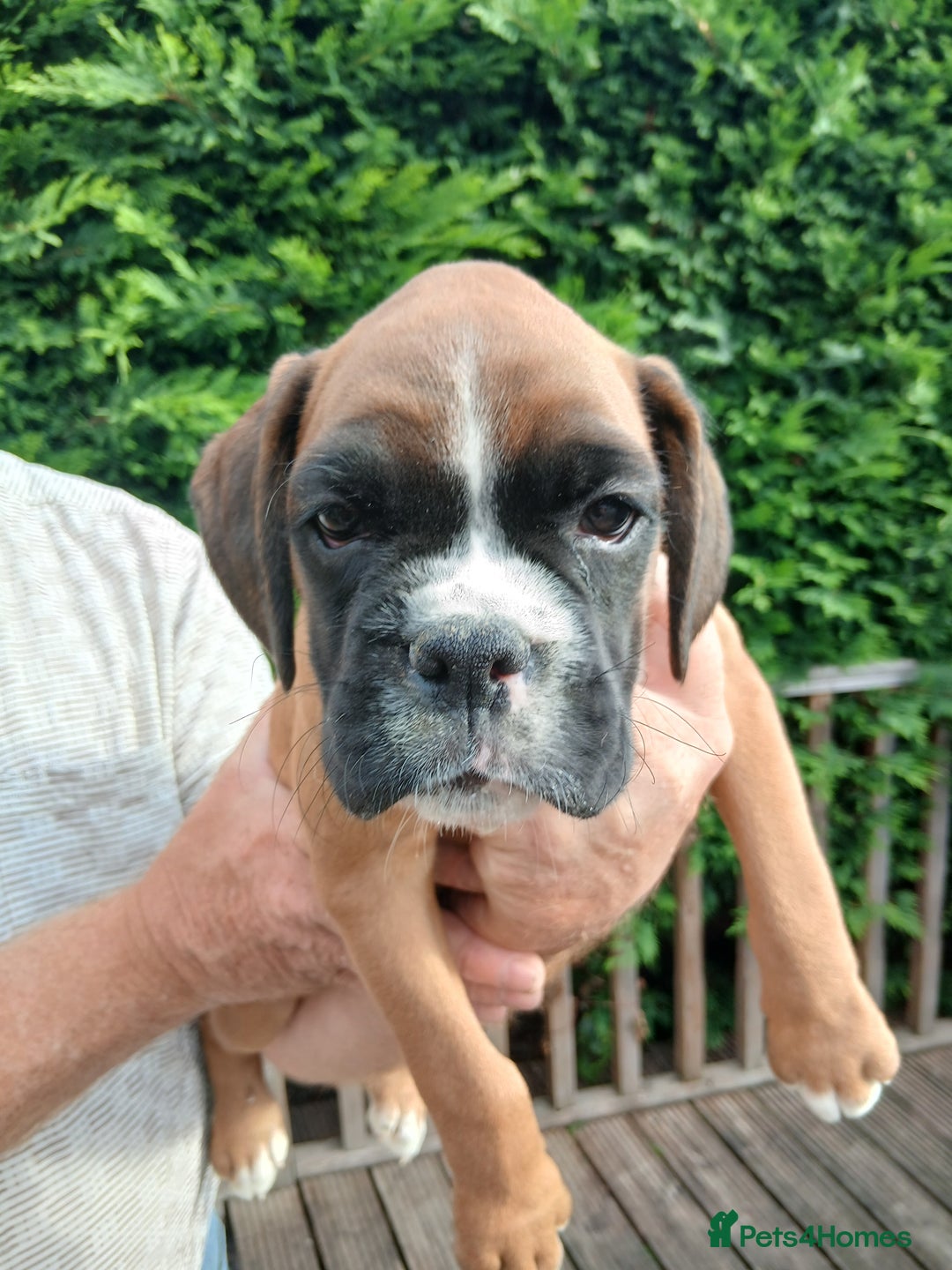 Boxer dogs for sale: Stunning KC boxers avaliable now  - Image 3