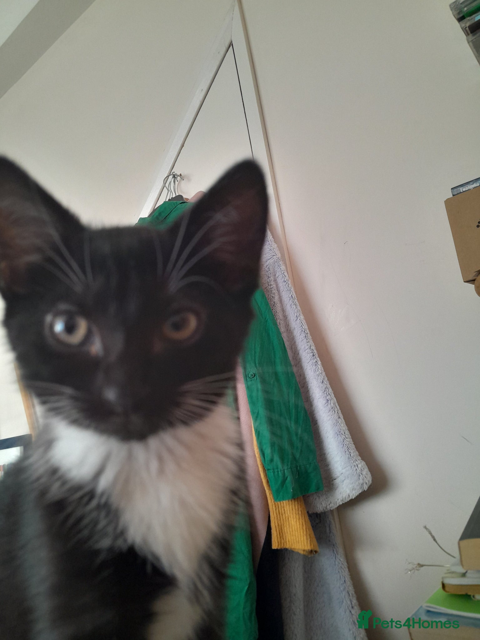 British Shorthair cats 2 Lovely black and white fluffy kittens - Advert 2