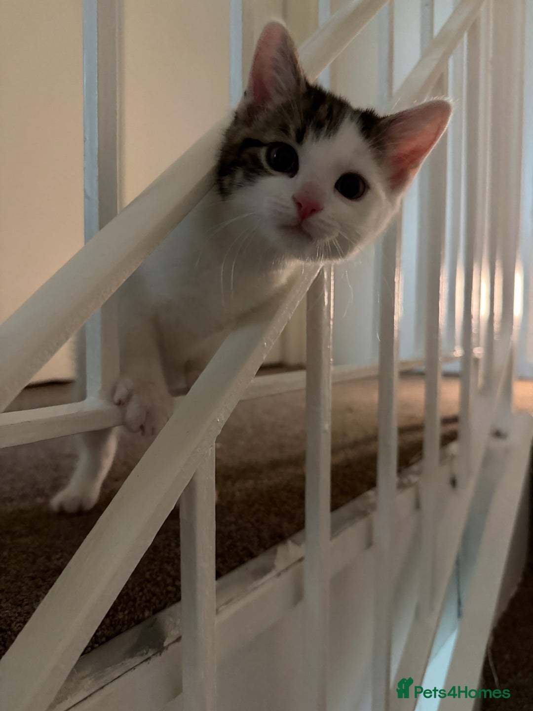 Mixed Breed cats for sale: Kittens for sale  - Advert 5