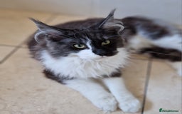 Maine Coon cats for sale: Black smoke and white entire queen maine coon - Image 5
