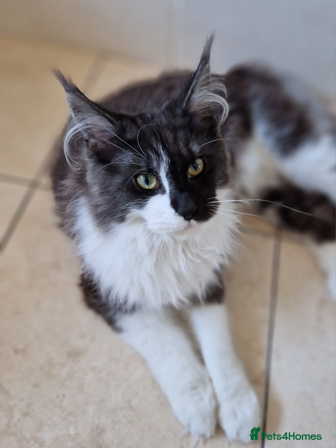 Maine Coon cats for sale: Black smoke and white entire queen maine coon - Image 5