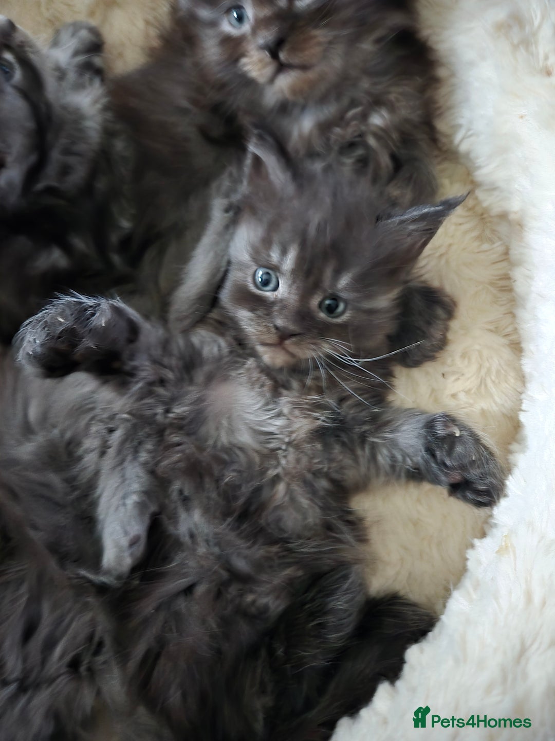 Maine Coon cats for sale: ✨✨ POLLYDACTYL MC  TiCA REG - Advert 5