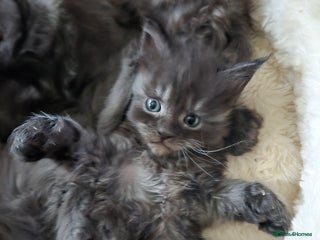 Maine Coon cats ✨✨✨Reserve now..✨✨✨ POLLYDACTYL 6666 MAIN COONS - Advert 8